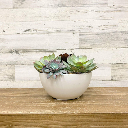 Napa Bowl Planter - White - 10-inches