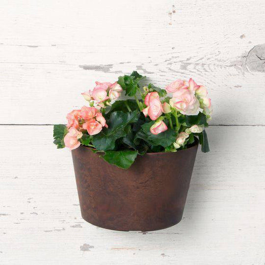 Napa Wall Planter - Teak - 9.5-inches