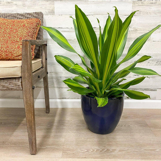 Procida Planter - Blue - 11-inches