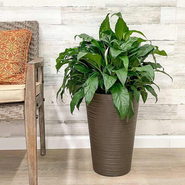 Tall Round Planter Chocolate - 12-inches