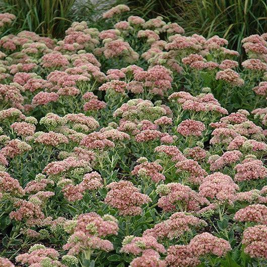 Sedum - Autumn Joy - 2 gallon