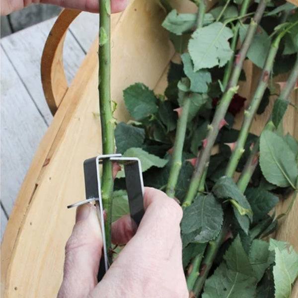 Thorn Stripper - Hicks Nurseries