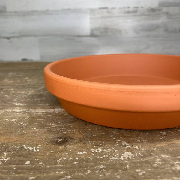 Saucer - Clay - 4-inch - Hicks Nurseries