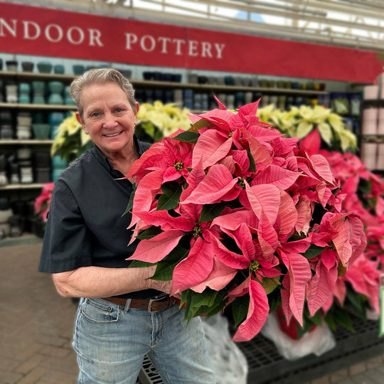 Poinsettia - Pink Flowers - 10-inch pot