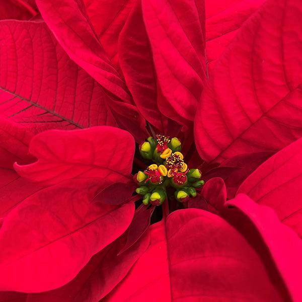 Poinsettia - Red Flowers - 10-inch pot - Hicks Nurseries