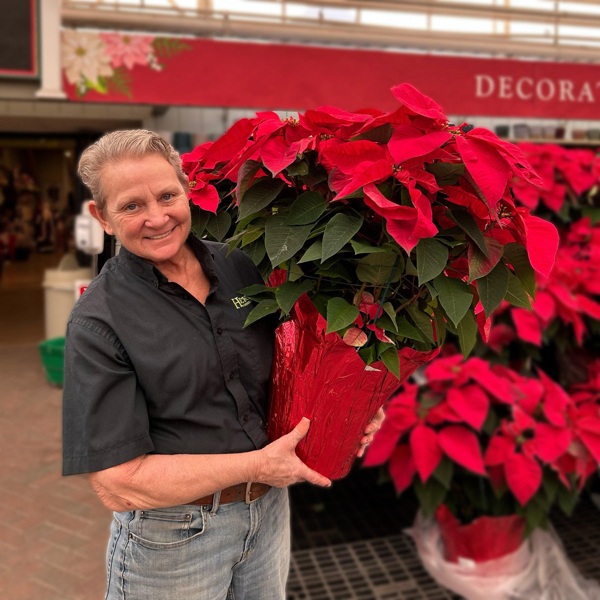 Poinsettia - Red Flowers - 10-inch pot