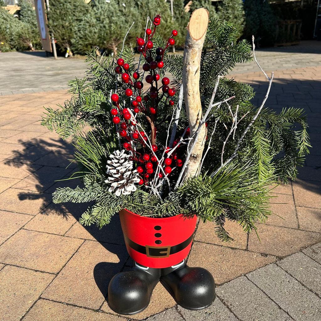 Santa Boots Holiday Evergreen Planter - 8-inches - Hicks Nurseries