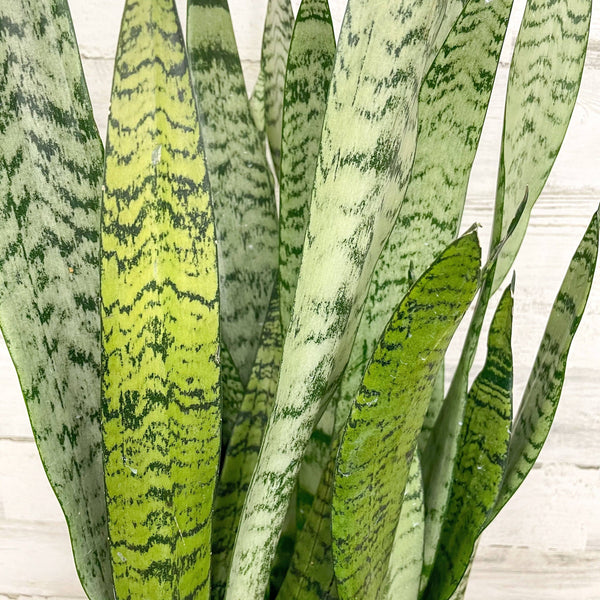 Snake Plant - Zeylanica - 10-inch - Hicks Nurseries