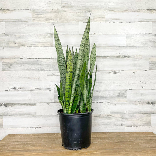 Snake Plant - Zeylanica - 10-inch