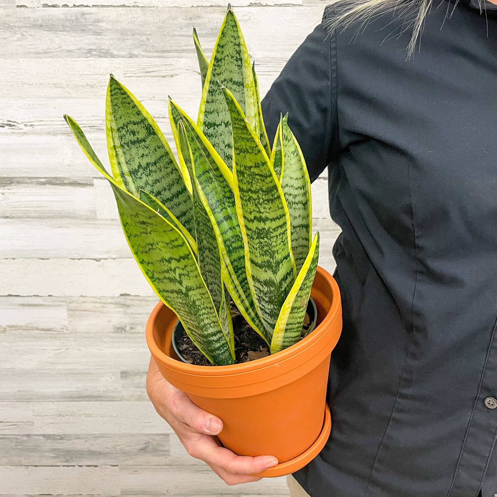 snake plant 6 inch pot Snake Plant