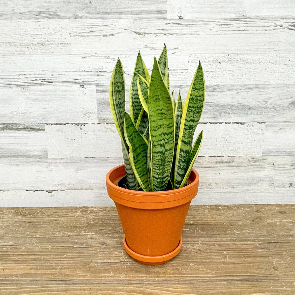 sansevieria rocket snake eye plant Snake Plant