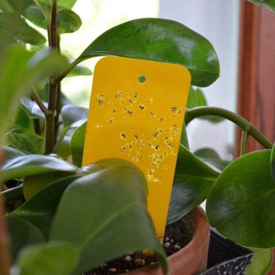 Summit - Houseplant Sticky Traps - 12 ct.