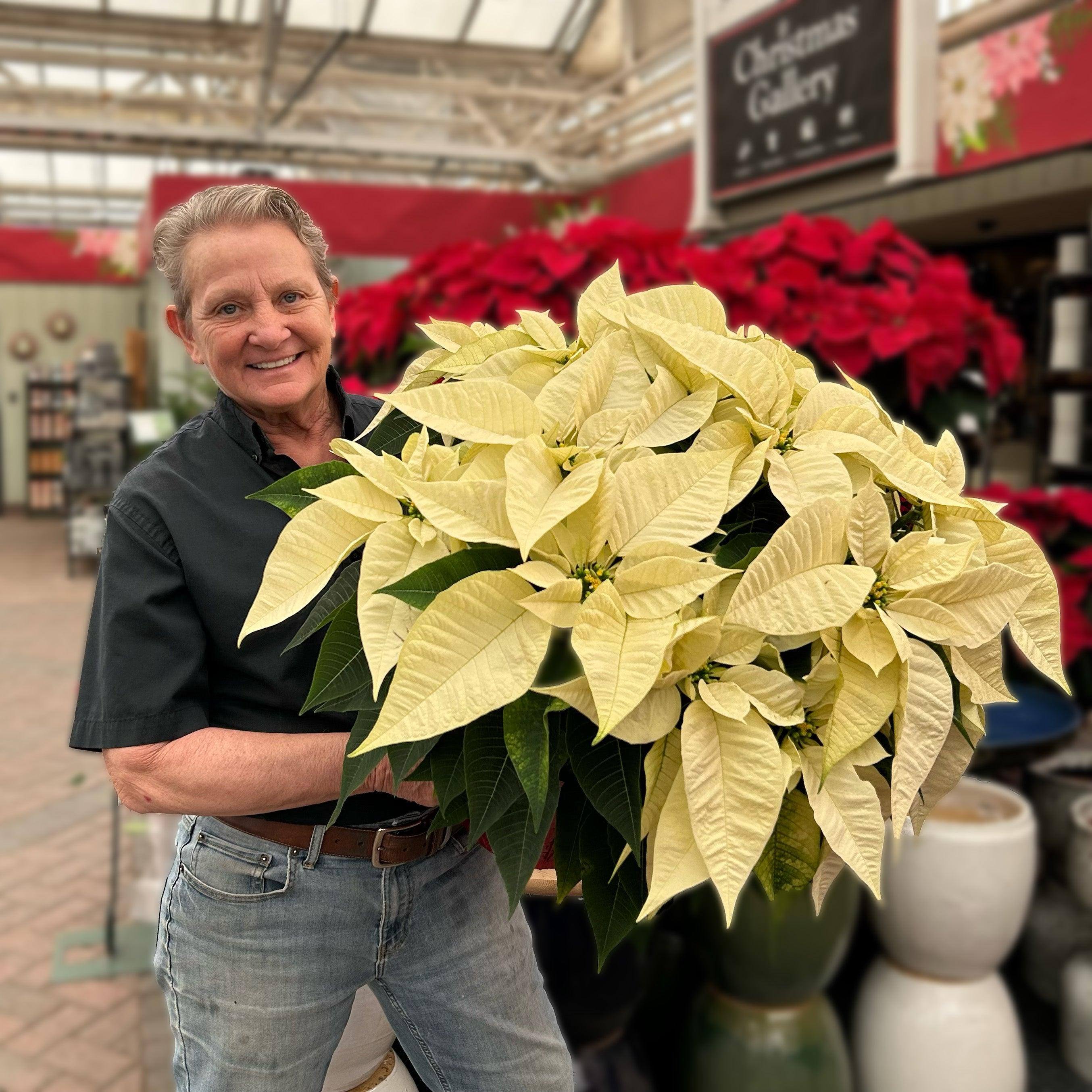 【専用】ワンサイデッドウィンターグリーン　フラワーエッセンス　他 Poinsettia - White Flowers - 10-inch pot